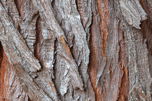 Bark, Trees, Nature, Photography, Close-up, Texture, Botany, Fujifilm, Nikon, Arboretum, Forest