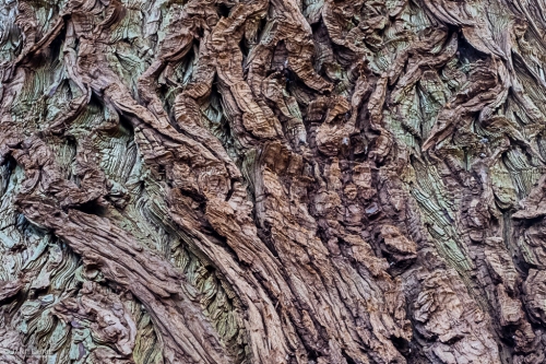 Bark, Trees, Nature, Photography, Close-up, Texture, Botany, Fujifilm, Nikon, Arboretum, Forest